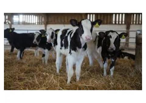 UTD Standard Holstein and Jersey calfs