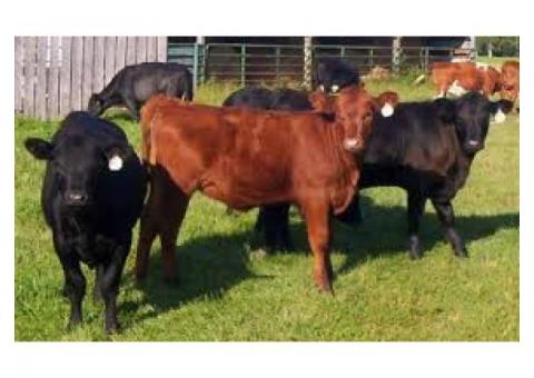 DAIRY and BEEF CATTLE for Sale