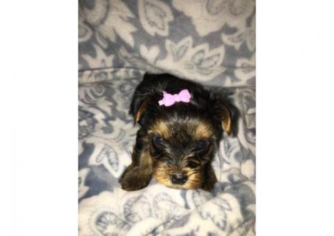 cute male and female yorkie puppies ready