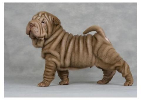 Lovely purebred Chinese Shar Pei puppies.